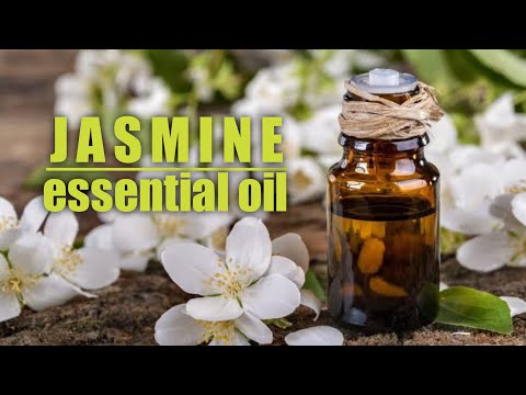 Jasmine Essential Oil A Great Aromatherapy.