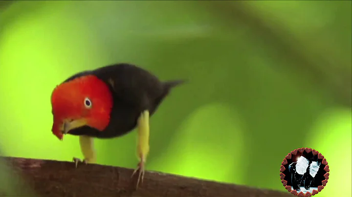 Moon Walkin' "Manakin" Bird  (Courtin' Dance)  "Bi...