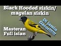 Burung black hooded siskin gacor