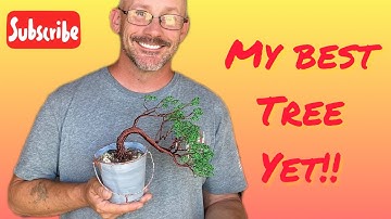 Making a Wire Bonsai Tree!! #5 Cascade Style