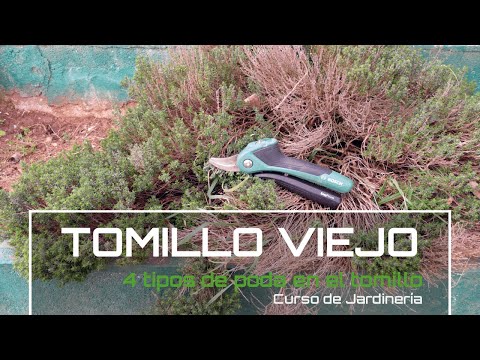 Video: Poda de tomillo: cómo podar el tomillo