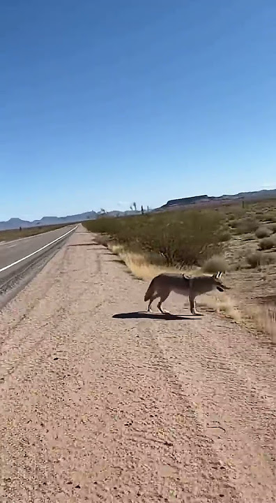 Coyote chases a roadrunner across the desert highway! 🐺🏃‍♂️ #WildlifeChase #DesertAdventure