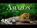 Amazon Wildlife In 4K - Animals That Call The Jungle Home | Amazon Rainforest | Heart Music