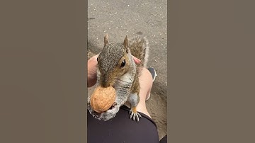 My pet squirrel, Elizabeth will only eat diamond walnuts #Shorts. #Squirrels #Chipmunk #Pet #Walnut