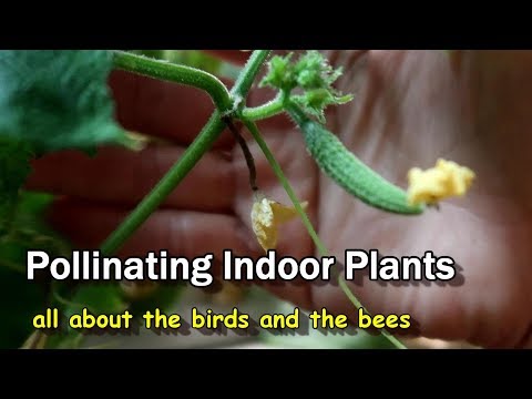 Video: Binnenhuise suurlemoenboombestuiwing - hoe om suurlemoenbome met die hand te bestuif