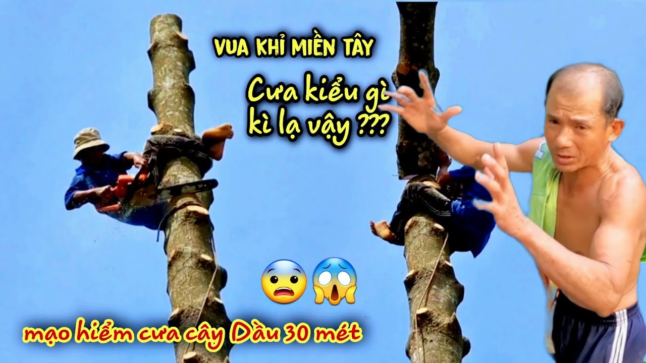 Thợ Cưa Bỏ Về Gặp Cây Dầu Ở Vị Trí Quá Khó. Chủ Nhà Cầu Cứu Vua Khỉ Vượt Hàng Trăm Cây Số Lên BD Cưa