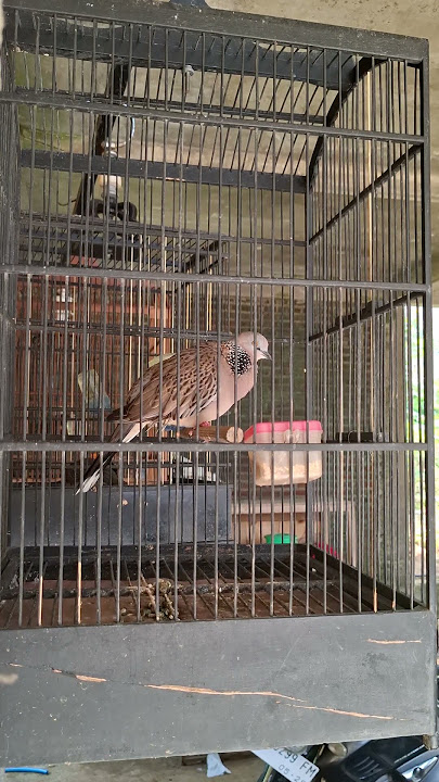 TEKUKUR KUK 5 GACOR #burung #tekukur #tekukurgacor