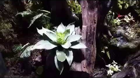 Layout rain forest natural for paludarium -Shallow planted aquarium