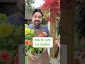 How to care for dahlias and keep them flowering #plantcare