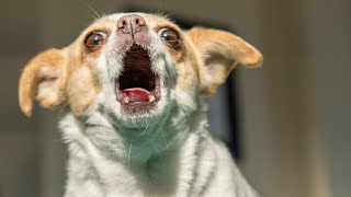 Dramatic Chihuahua Gets Upset When Dad Cleans.