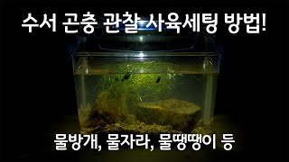 물방개, 물땡땡이, 물자라, 송장헤엄치개!! 다양한 수서곤충 관찰 사육세팅 방법!