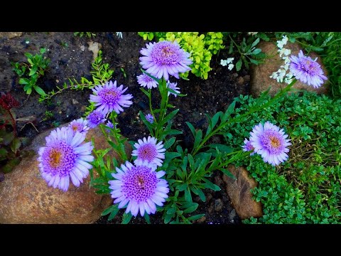 АСТРЫ МНОГОЛЕТНИЕ. КРАСИВЫЕ СОРТА. Альпийские / Кустарниковые ...
