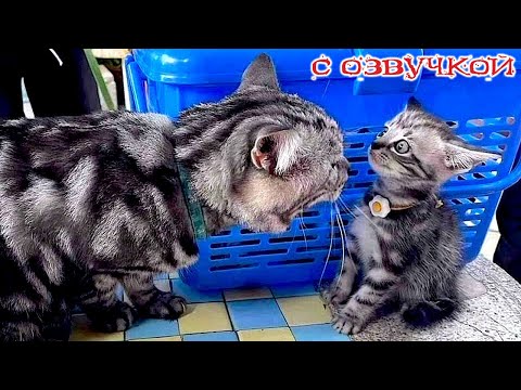 СМЕШНЫЕ КОТЫ! - С ОЗВУЧКОЙ! Приколы с животными! СМЕШНОЕ ВИДЕО С КОТАМИ!