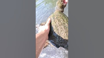 Why you never pick up snapping turtles #shorts