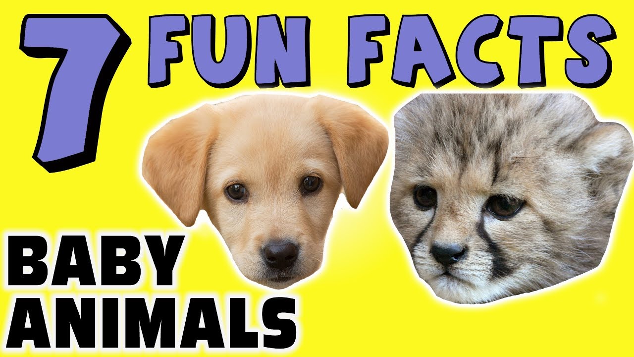 7 FUN FACTS ABOUT BABY ANIMALS! FACTS FOR KIDS! Puppies! Kittens! Learning Colors! Cute Animals ...