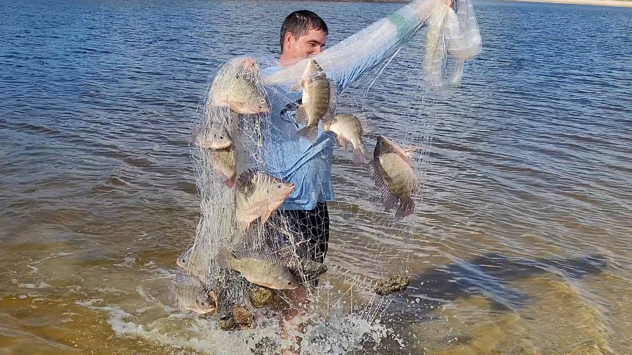 Pesca de TILAPIAS GRANDES y otras especies con ATARRAYA ESPECIAL