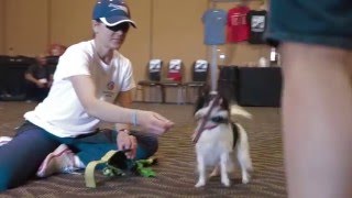 Preconference 2016 Agility Workshop | SitMeansSit.com