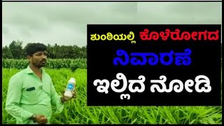 | ಶುಂಠಿಯಲ್ಲಿ ಕೊಳೆರೋಗದ ನಿವಾರಣೆ ಇಲ್ಲಿದೆ ನೋಡಿ | Borneo in Ginger👨‍🌾 | screenshot 4