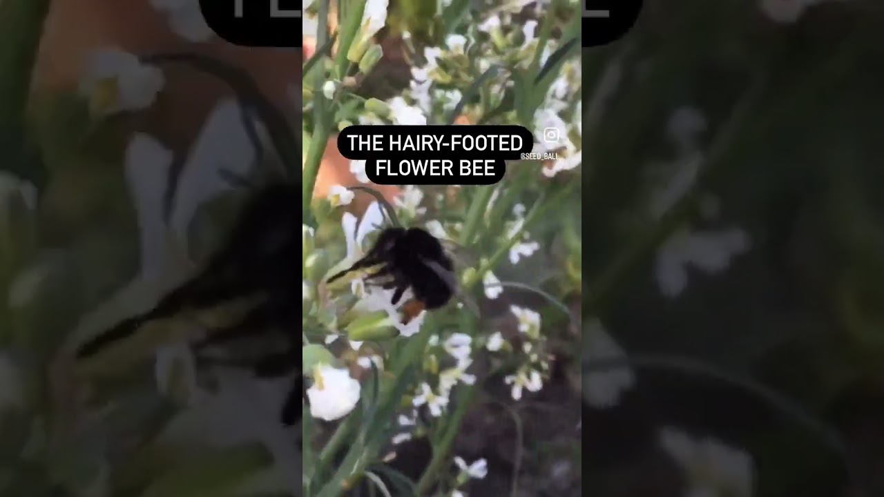 The Hairy Footed Flower Bee