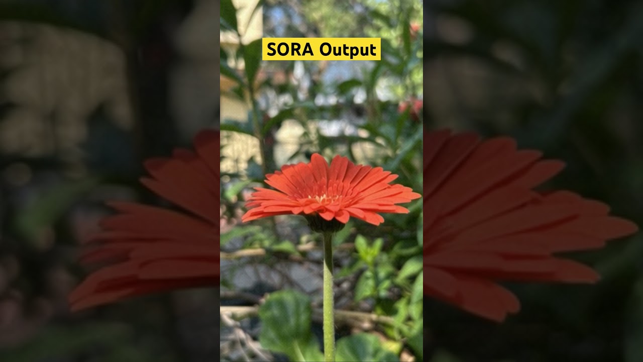 Image to Video by SORA 