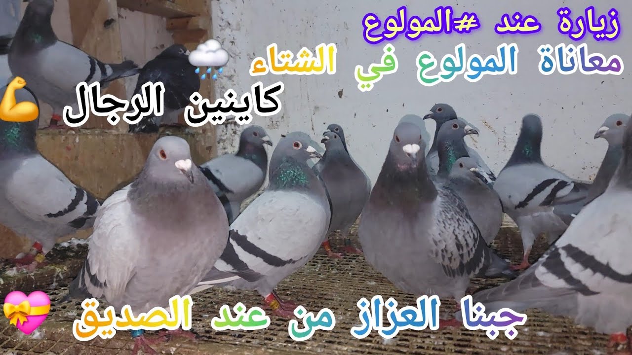 زيارة عند الأخ المولوع 🥰صدمني بالمستوى🇪🇸حمقاتني السجنة👌جبنا الهندي وعائلتو💝🥵تولع بلا متخلع