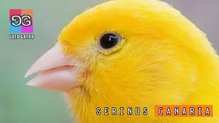 Kenari Isian Paling Mantap | Rasa Blackthroat - Sikatan Londo - Ciblek - Pleci