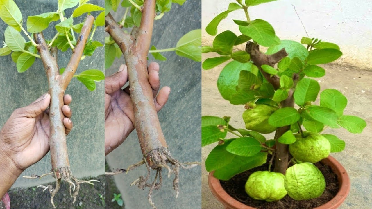 Gwa Tree Plant Guava Tree Like This It Will Grow Quickly | How To Grow Guava ...