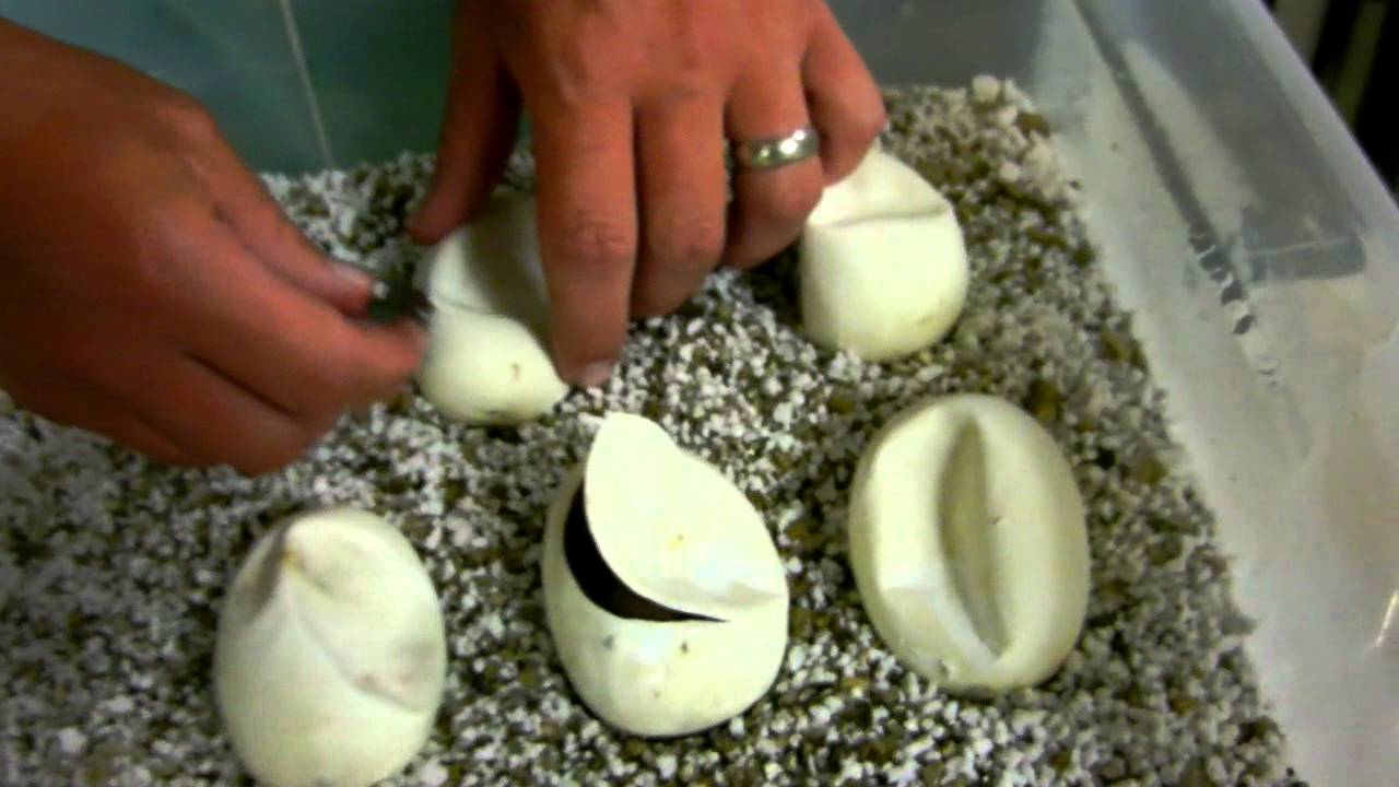 camera iphone 8 plus apk Cutting Some Eggs