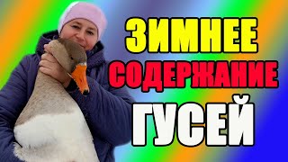 Зимнее содержание гусей. Чем кормить гусей зимой.