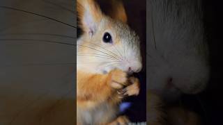 Сладенькое на ночь глядя... 😬 #squirrel #nuts #shorts #appetite #stocks #youtubeshorts #slurps