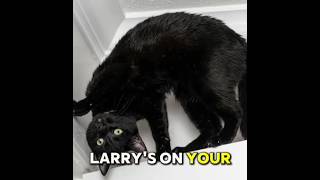 Don't look up😈 #larry #usashorts #trending #fypppp #funny #funny