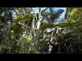 牧野植物園の温室　Greenhouse of Makino Botanical Garden の動画、YouTube動画。