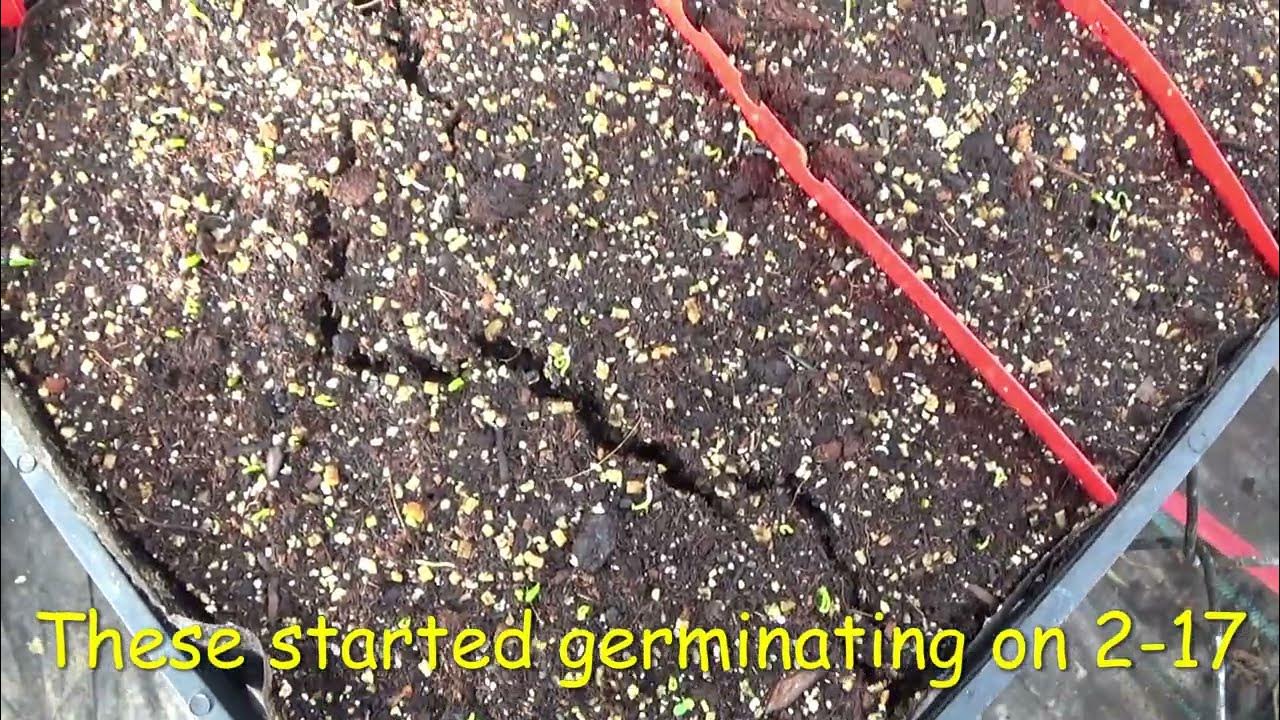 How To Make Your Own Planting Flats And Planting Onion Seeds, How To