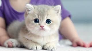 Most Beautiful little cute cat ♥‍⬛@SajoCat