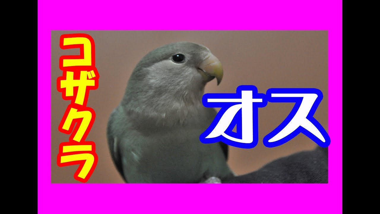 インコの性別が判明した動画 Youtube