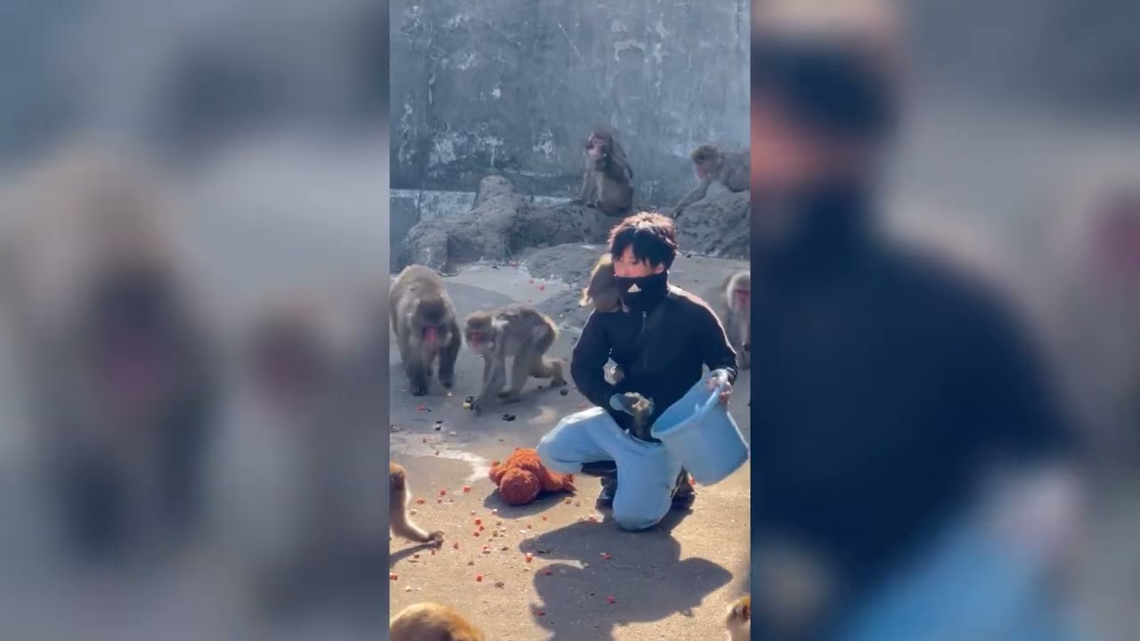 Punch Today 05/03/26 #punch #monkey #punchmonkey #japan #babymonkey #viralmonkey #cute #animal #fyp