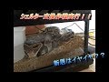 ボールパイソン　シェルター交換作戦!!!  Ball python Shelter replacement strategy!!!