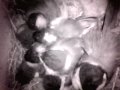 Birdcam_2010-05-12_20-53-26.avi