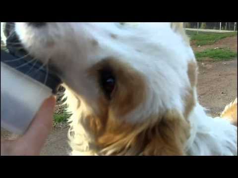 Video: Adopterbar hund av uken - Buttercup
