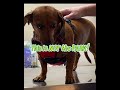 You lie  dacshund pets funny dogs