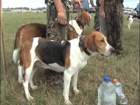 Испытание гончих собак 2024. Осенний звон 2011 лодейное поле гончие испытание собак. Испытания гончих. Испытание гончих собак 2024. Гончие псы.