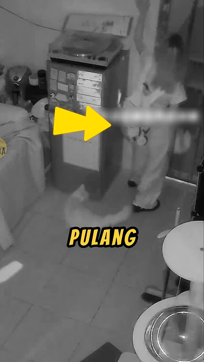 KUCING Ini Bikin KAGET Pemiliknya❗😲#kucing #kucinglucu #videoshort