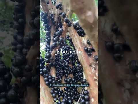 Video: Jaboticaba Tree Info - Kako uzgajati Jaboticaba voćke