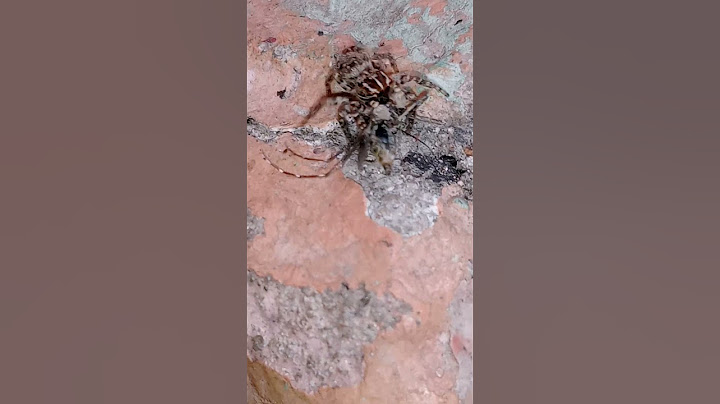 flycatcher spider vs aedes aegypti mosquito