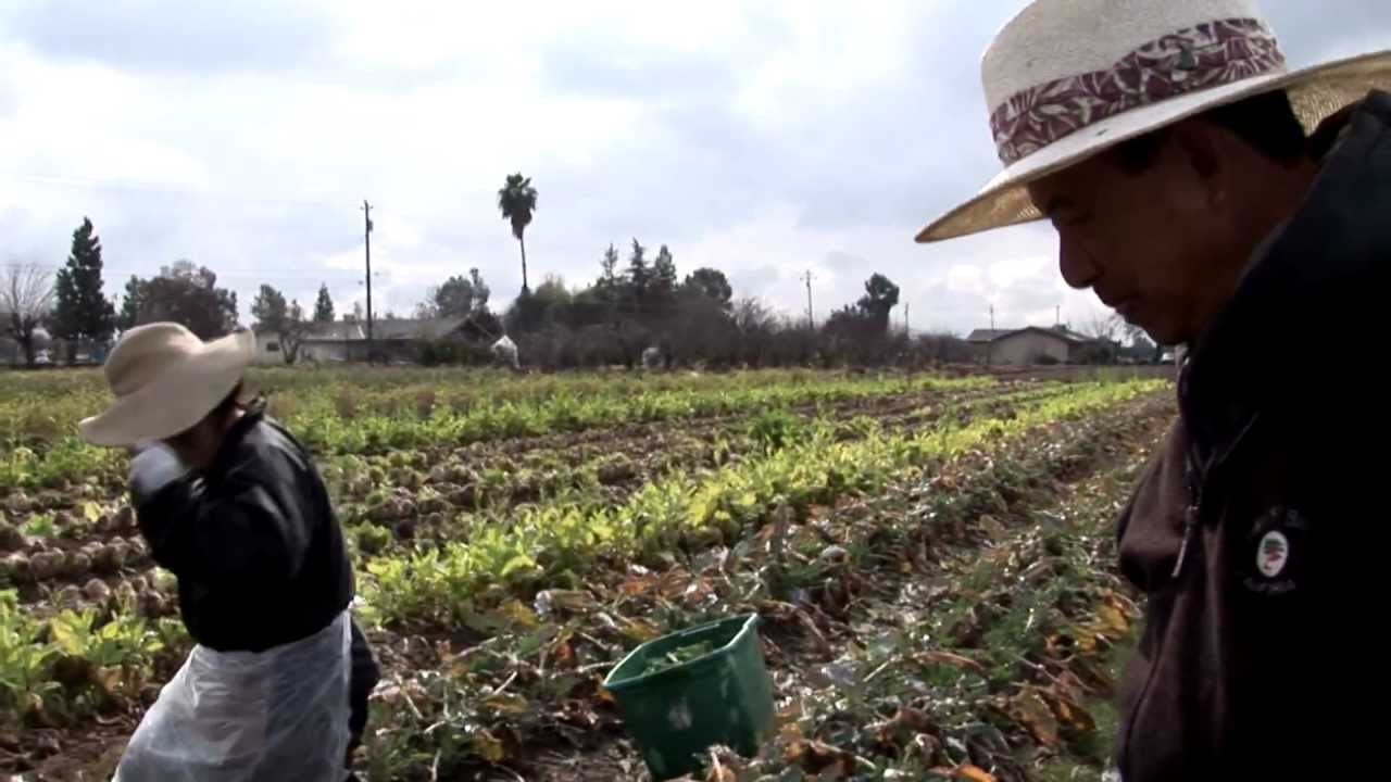 Growing California video series: Exotic Greens