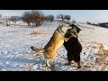Tibetan mastiff vs himalayan wolf  dog vs wolf