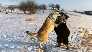 Tibetan Mastiff vs Himalayan Wolf | Dog Vs Wolf