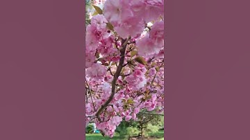 Spring vibes 😍 #shorts