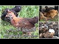 تربية الدجاج الأيراني سلبيات وايجابيات