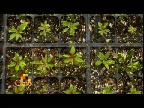 Growing America - YouTube